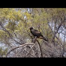 Ein großer Greifvogel wartet darauf, seinen Lunch ungestört fortsetzen zu können